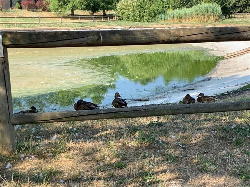 Il laghetto svuotato. Ma alcuni animali sono rimasti