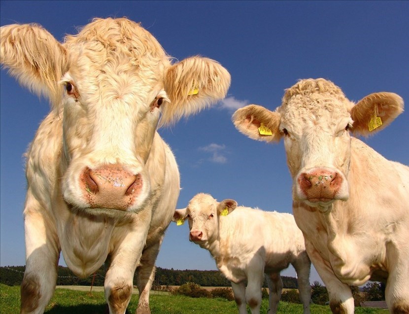 Animali allevamento- mucche