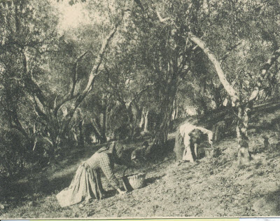 A Scarperia l'11° edizione del concorso Rotarolio