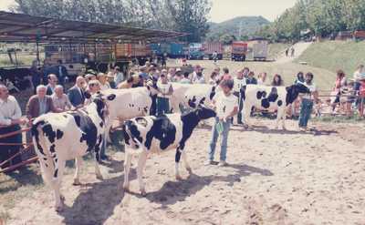 Borgo. Continua la Fiera Agricola. Foto...