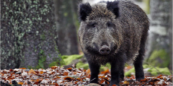 Cinghiali a Bivigliano