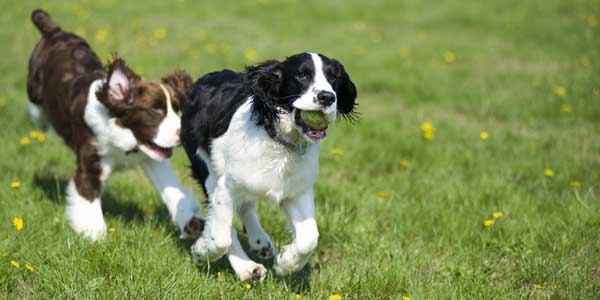 Barberino & i cani. Entro sabato domande per gestire l'area
