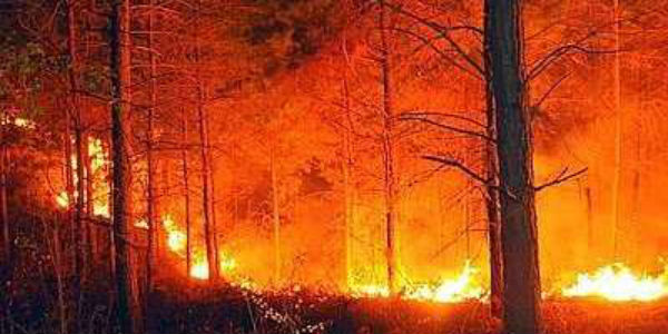 Bosco in fiamme, boy scout evacuati nella notte a Marradi