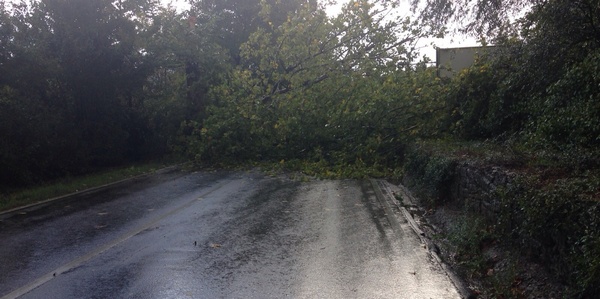 Ischieti. Albero cade in strada. Traffico interrotto