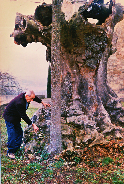 Alberi devozionali. L’ olmo di San Quirico a Uliveta