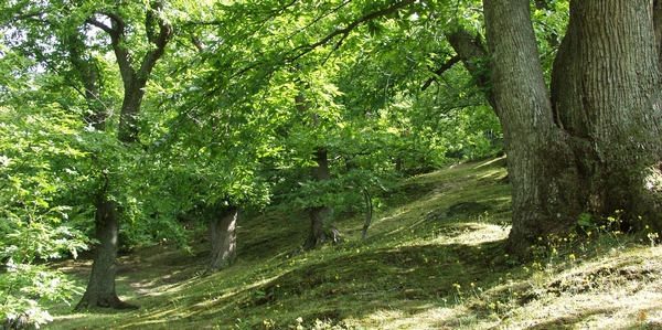 Farine di castagne. Le migliori d'Italia sono di San Godenzo