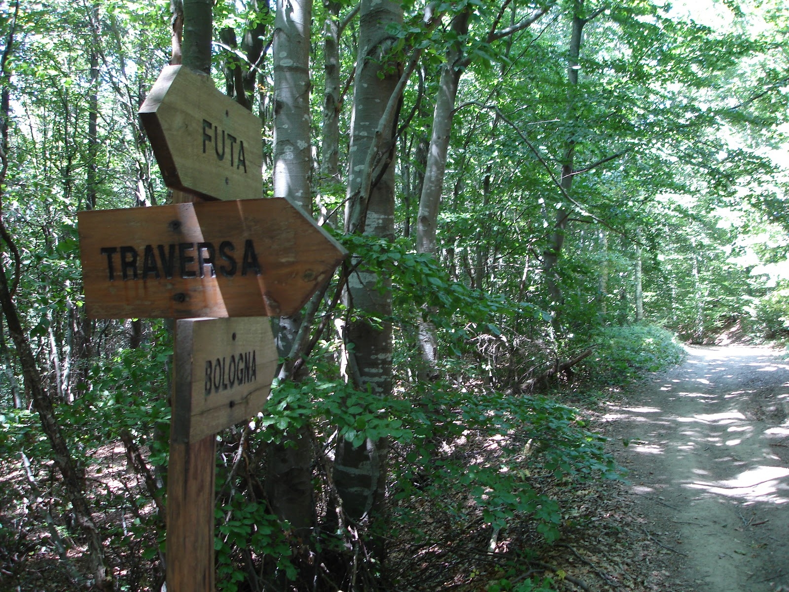 Si perde dopo aver percorso la Via degli Dei. Cagnetta ritrovata sulla Futa