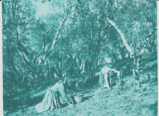 L'olio, il Mugello e il Rotary Club all'Accademia dei Georgofili, recensione