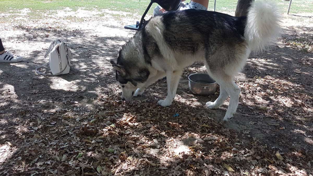 Un Siberian Husky randagio per il centro di Borgo