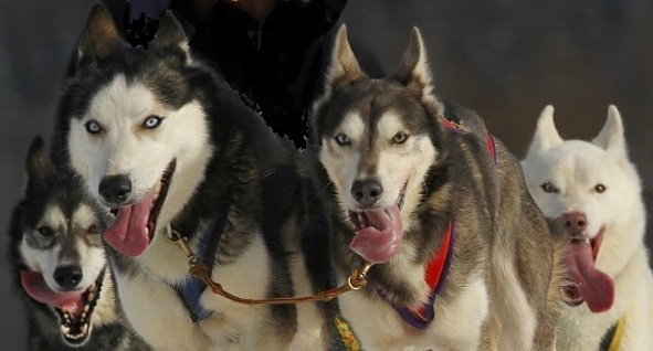 foto 0 sleddog