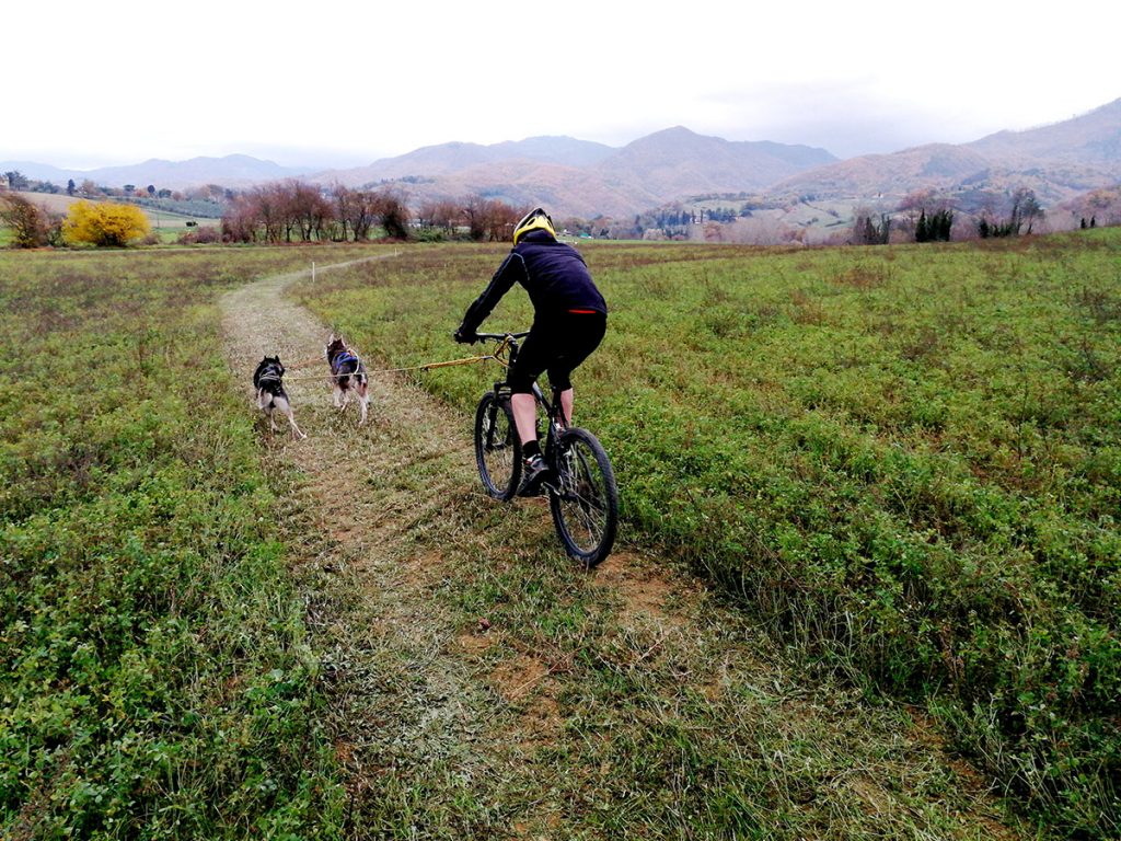 A Vicchio, Gran Premio Sleddog su terra