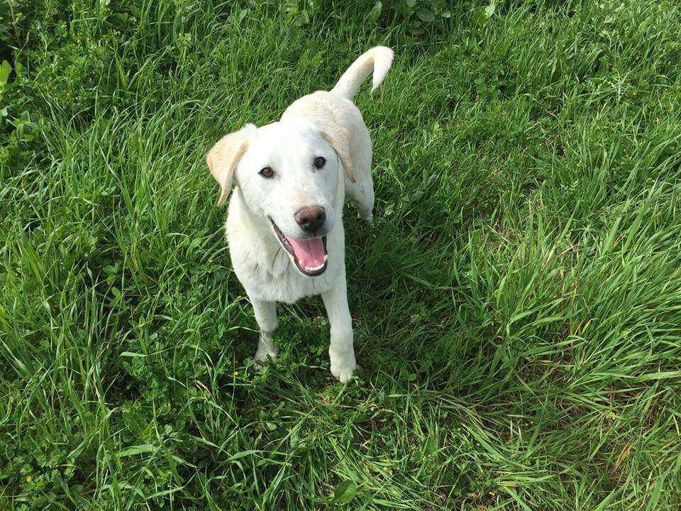 Appello per un'area cani a Vicchio. Lettera di una lettrice