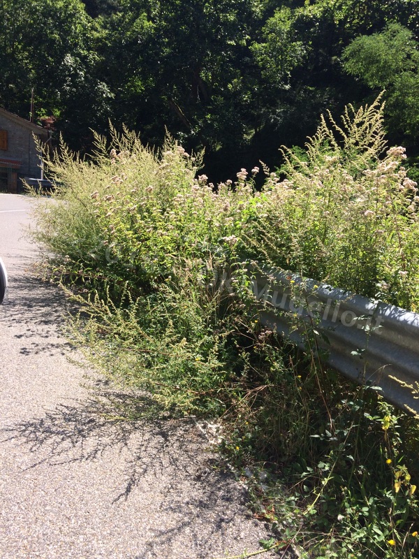 Passo del Muraglione. Erba e cespugli sulla carreggiata limitano la visibilità alle moto