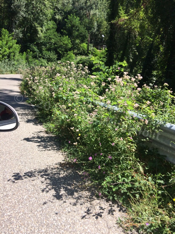 erba-alta-muraglione_4