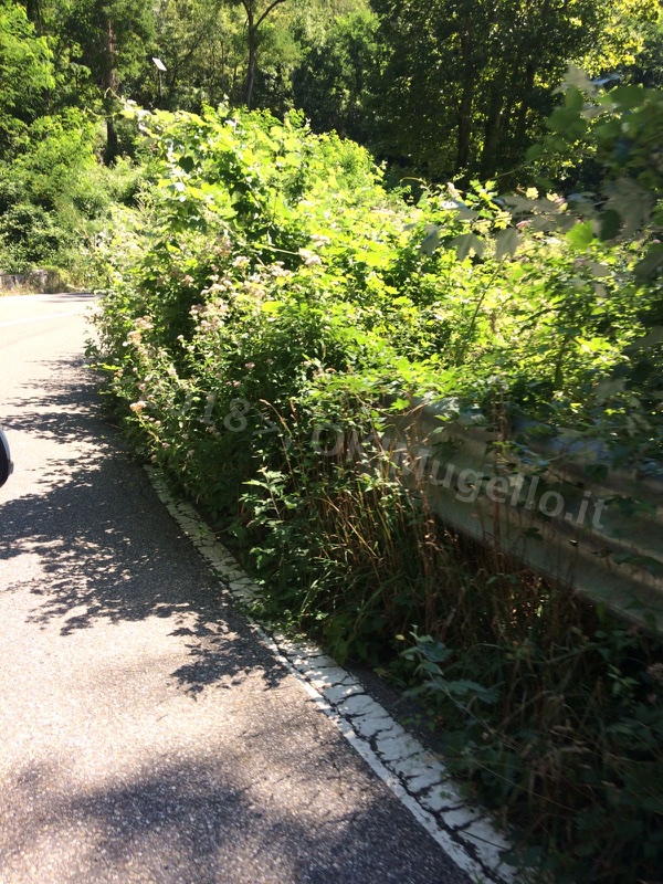 erba-alta-muraglione_5