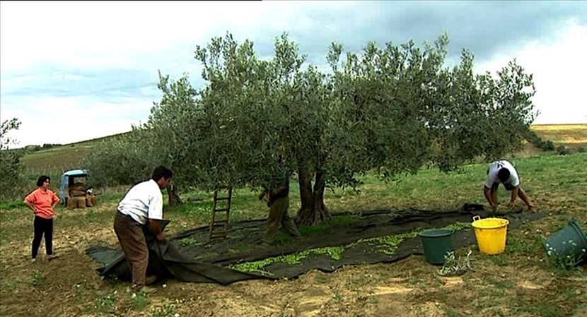 Raccolta delle olive