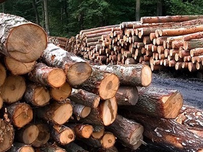 Forza Italia chiede la ripresa immediata delle attività forestali