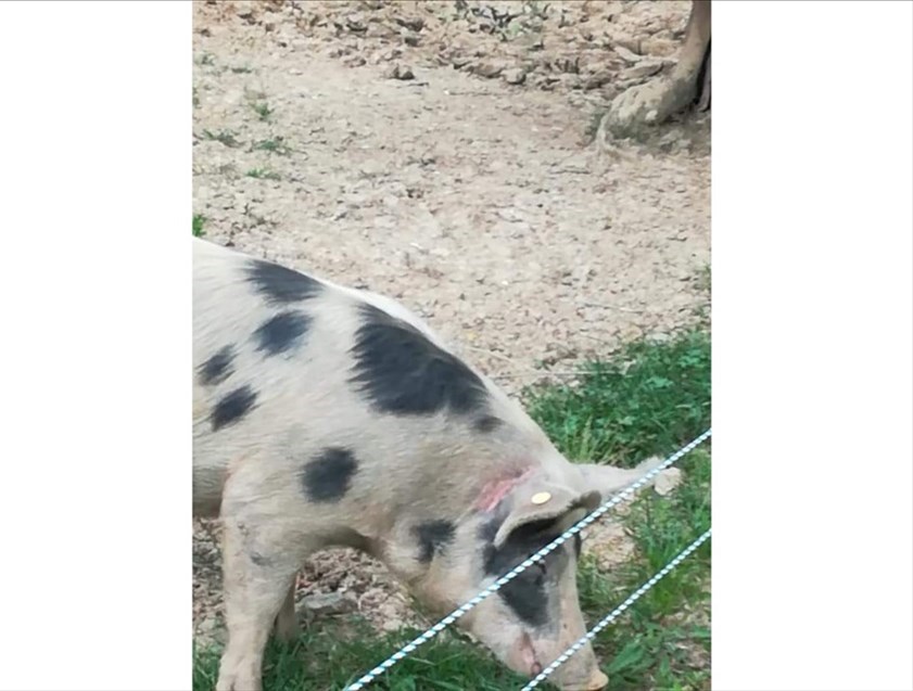 Uno degli animali della fattoria accudita da Vab Valdisieve