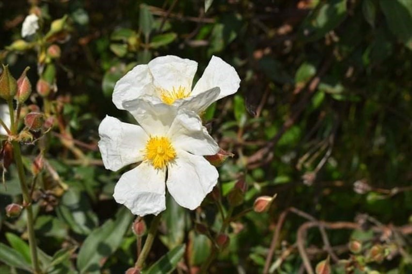 Cisto laurino in fiore lungo il Sentiero delle Burraie