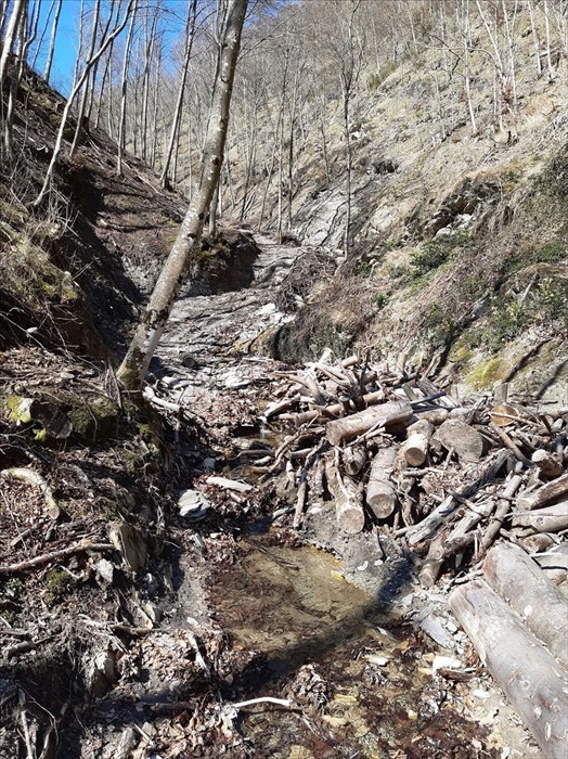 La pista forestale scoperta