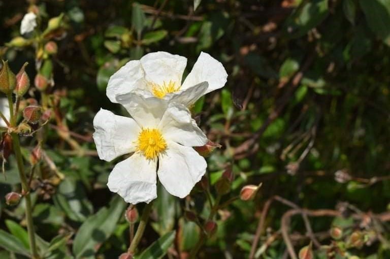 Cisto laurino in fiore lungo il Sentiero delle Burraie