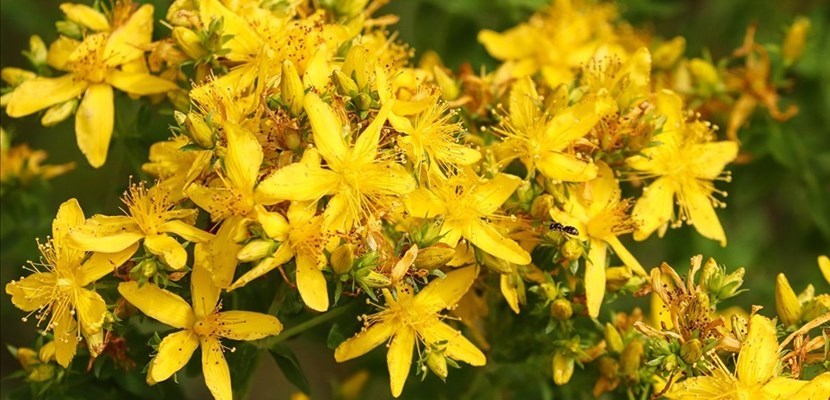Cos'è l'acqua di san Giovanni: un antico rito da recuperare