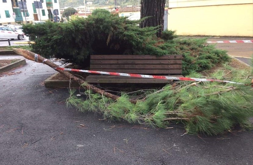 Albero caduto a Pontassieve per gli eventi di maltempo avvenuti a Ottobre 2018