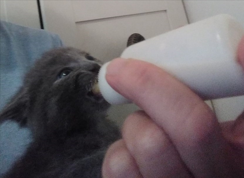 Uno dei gattini abbandonati a Londa nel 2020 ed allattati dalla volontaria Cinzia Boddi