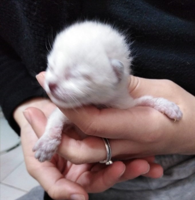 Gatti abbandonati nei cassonetti a Londa ed accolti dalla volontaria Cinzia Boddi