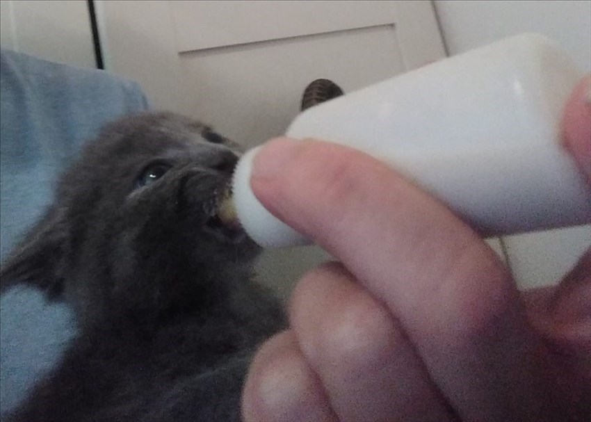 Gatti abbandonati nei cassonetti a Londa ed accolti dalla volontaria Cinzia Boddi