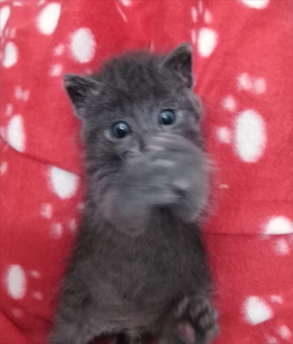 Gatti abbandonati nei cassonetti a Londa ed accolti dalla volontaria Cinzia Boddi