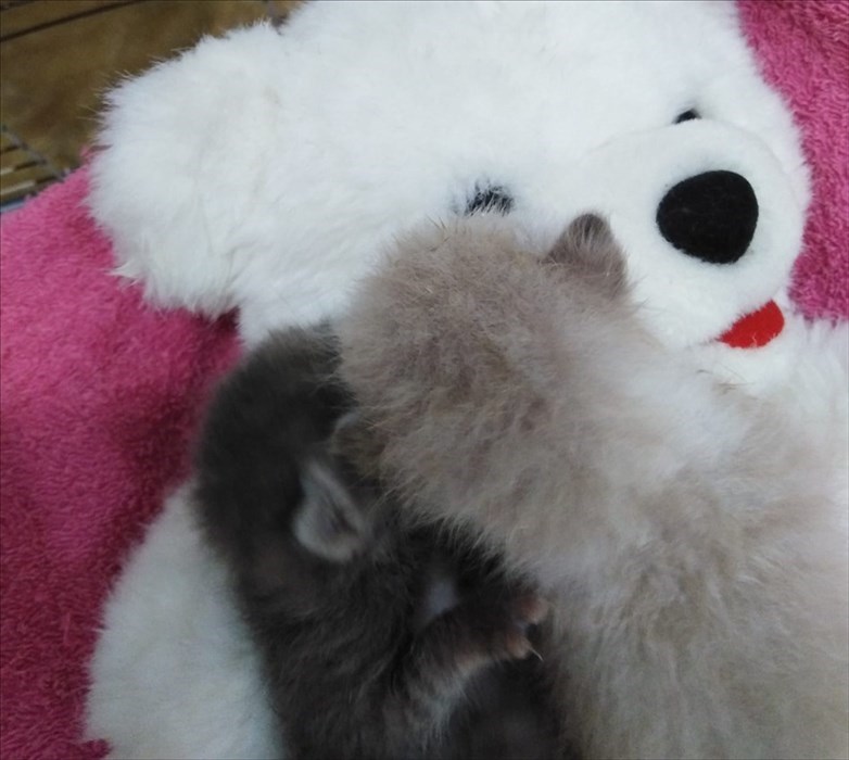 Gatti abbandonati nei cassonetti a Londa ed accolti dalla volontaria Cinzia Boddi