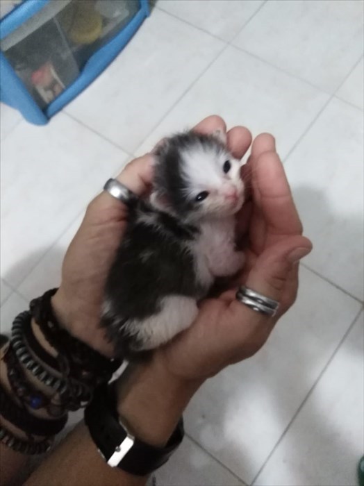 Gatti abbandonati nei cassonetti a Londa ed accolti dalla volontaria Cinzia Boddi