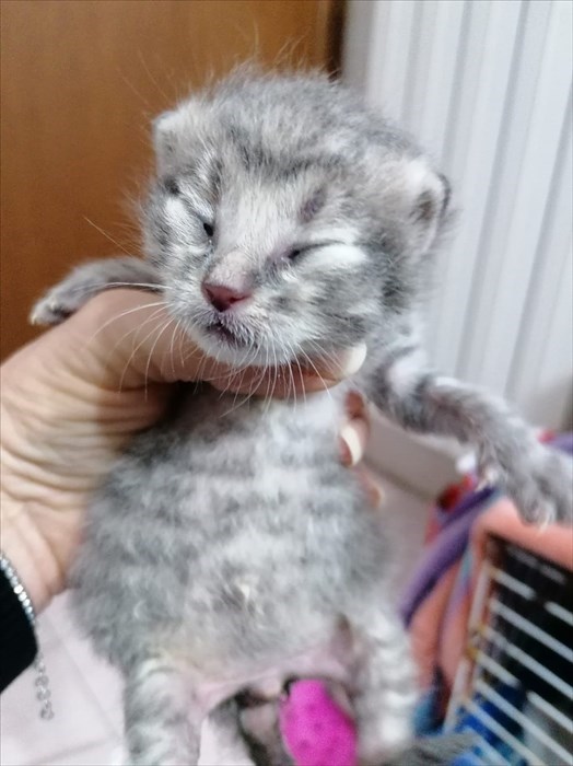 Gatti abbandonati nei cassonetti a Londa ed accolti dalla volontaria Cinzia Boddi