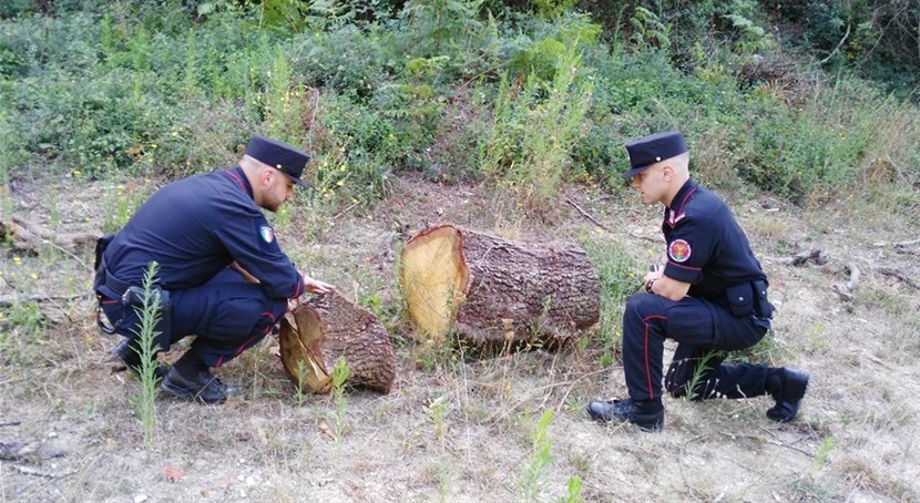 Taglio boschivo illecito - carabinieri forestali