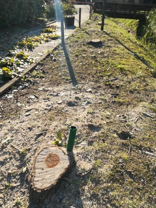 Ceppi degli alberi tagliati nella zona di Mezzana Nuova a Pontassieve