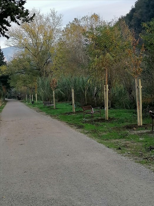 Nuovi alberi piantati lungo il Parco Fluviale di Pontassieve