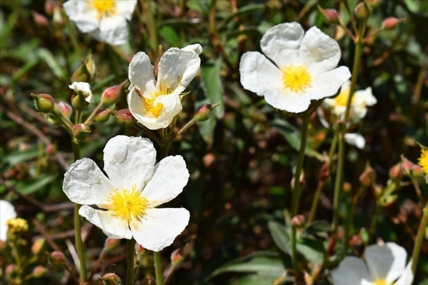 Cisto Laurino in fiore (fine maggio-inizio giugno)