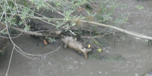 Londa. Sequestrato il lago e indagato il sindaco (e non solo)...