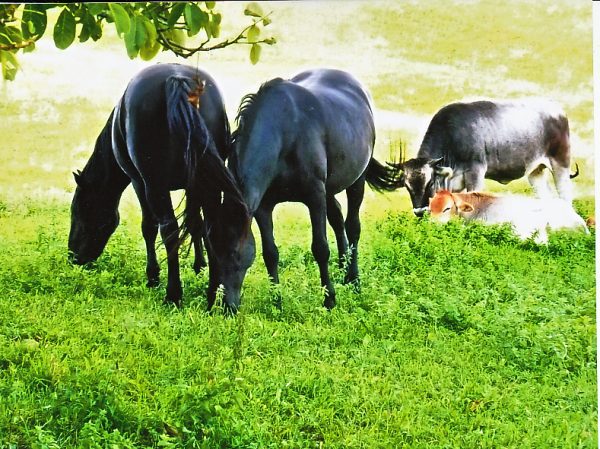 Le feste a santa Maria all’ Eremo. Info e programma