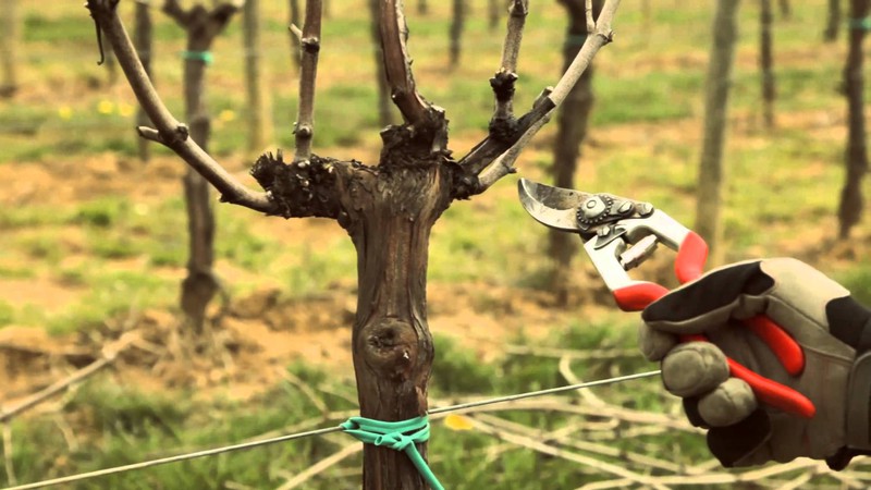 Imparare a potare con Salviamo l'agricoltura