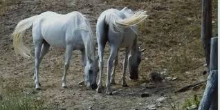 Si concludono domenica gli eventi all’Eremo di Santa Maria