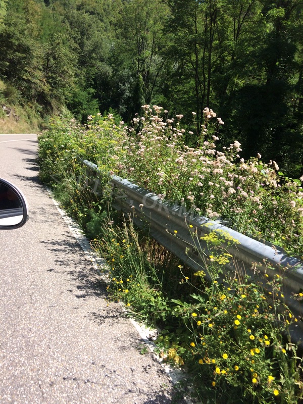 erba-alta-muraglione_8