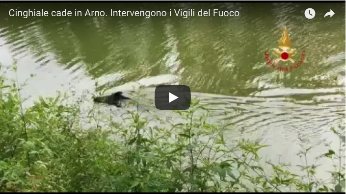 Cinghiale cade in Arno. Intervengono i Vigili del Fuoco