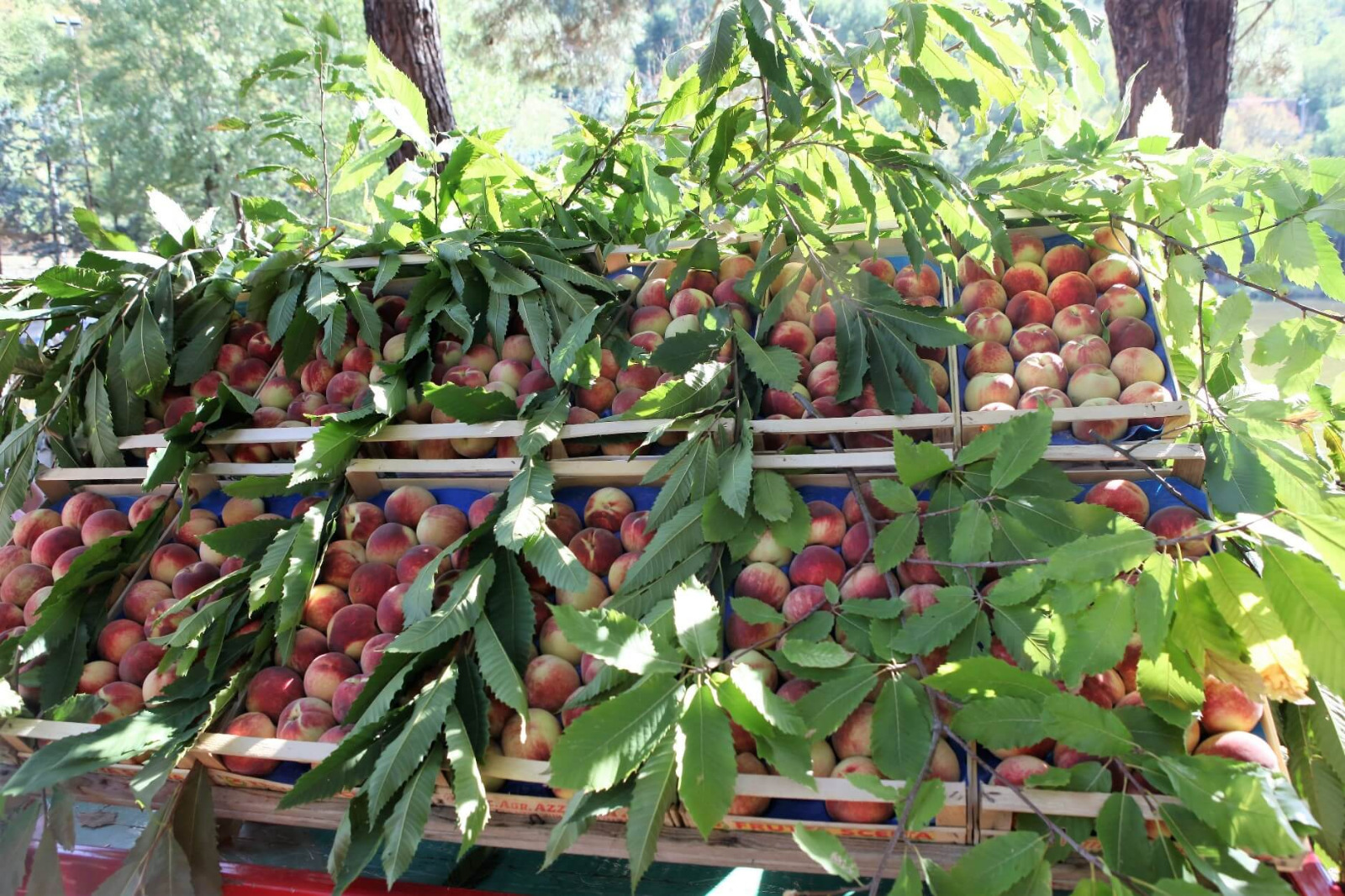 Londa in festa per la Pesca Regina, dal 6 all'8 settembre