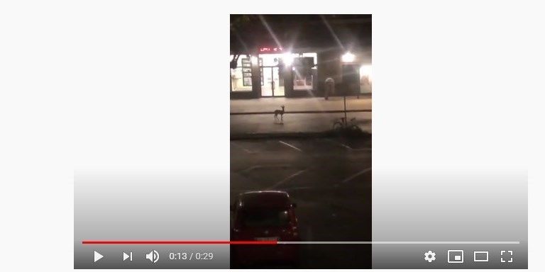 Capriolo alla Stazione di Pontassieve