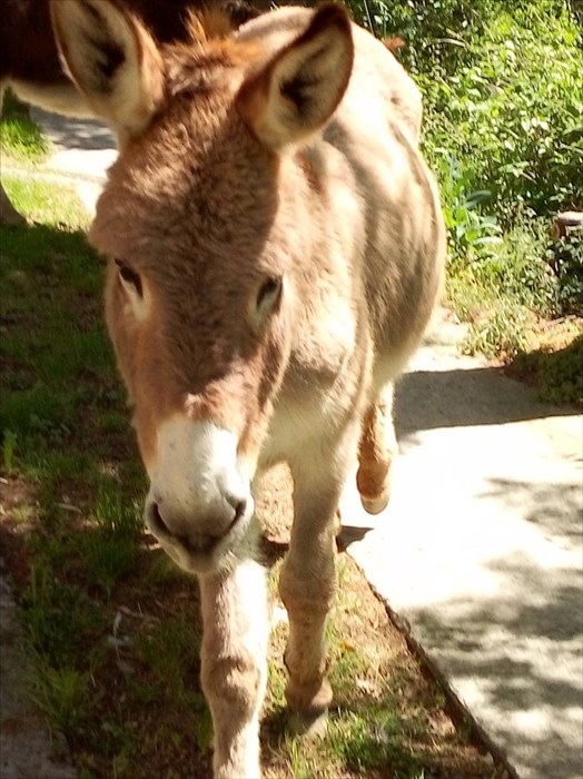 I tre ciuchini ritrovati in una corte a Molino del Piano, si cercano i proprietari