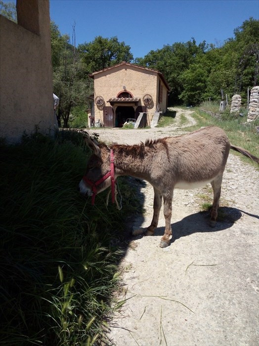 I tre ciuchini ritrovati in una corte a Molino del Piano, si cercano i proprietari