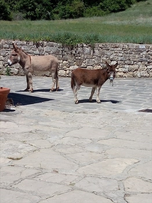 I tre ciuchini ritrovati in una corte a Molino del Piano, si cercano i proprietari