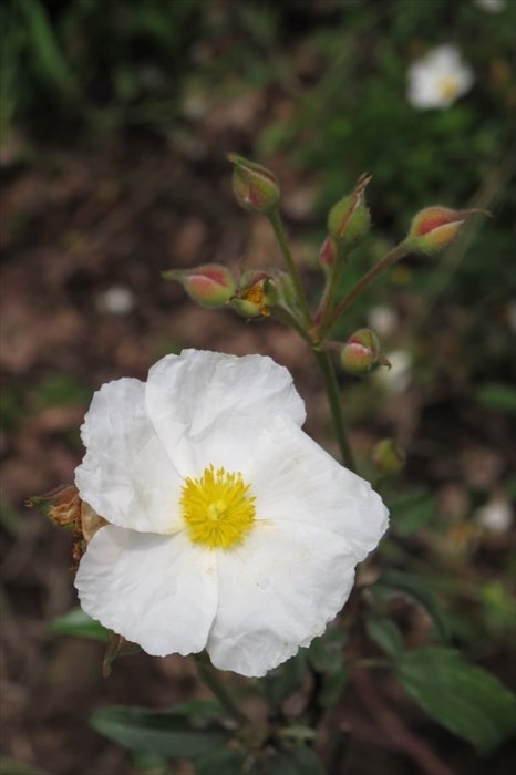 Cisto laurino in fiore, raro fiore che cresce in Italia solo sul Sentiero delle Burraie a Santa Brigida. Ancora non è fiorito quest'anno.